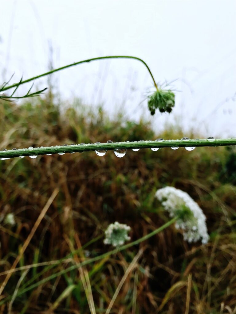 Blumen im Regen