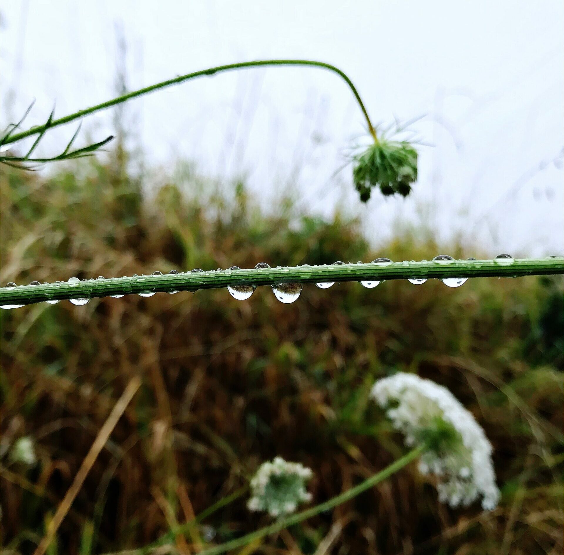 Blumen im Regen
